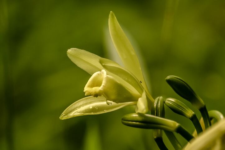 vanilla-planifolia-madagascar-vanilla-orchid-flower-pierivb.jpg