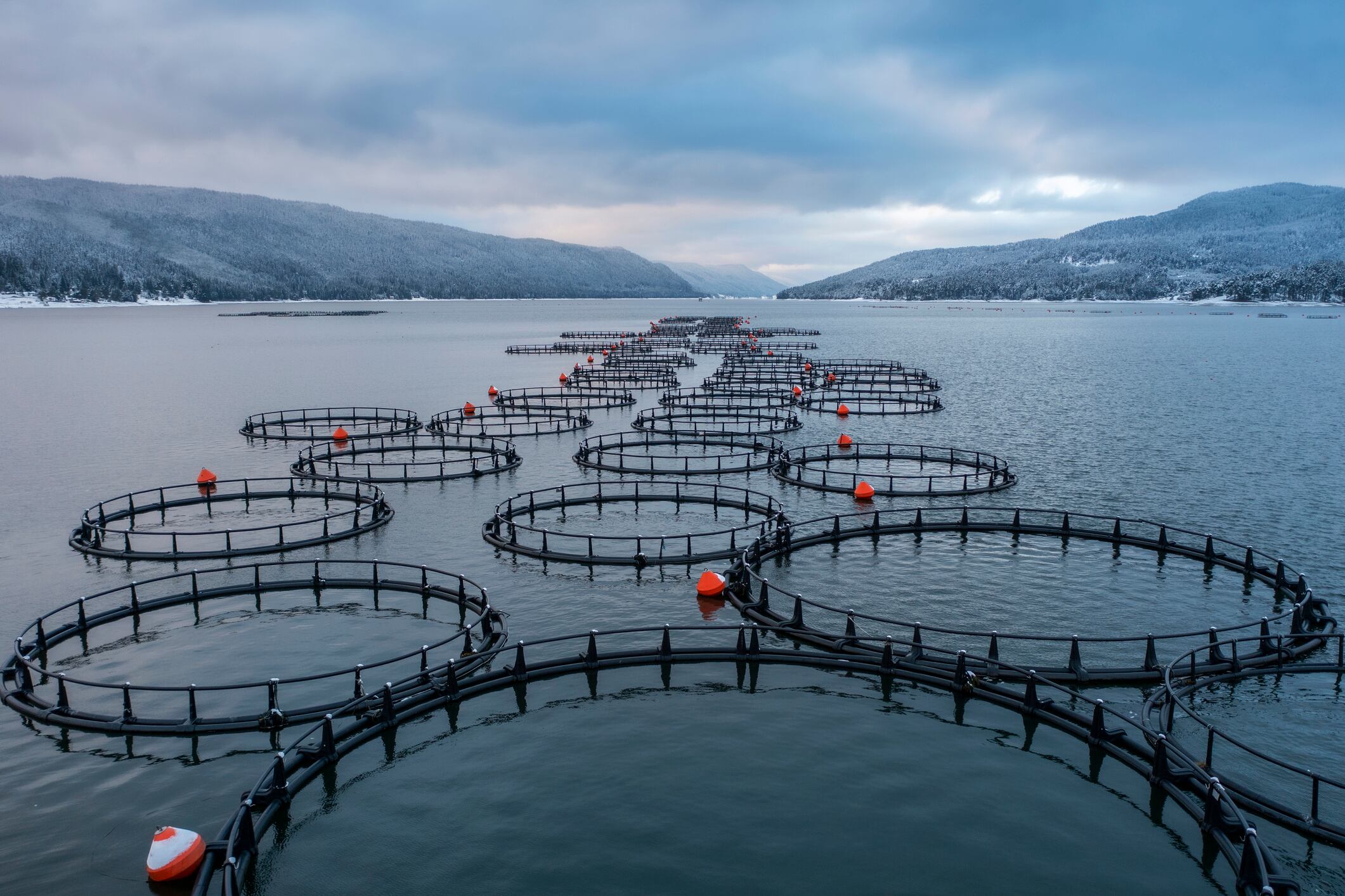 Conventional fish farms (pictured) have a bad reputation, with links to environmental damage and poor animal welfare.