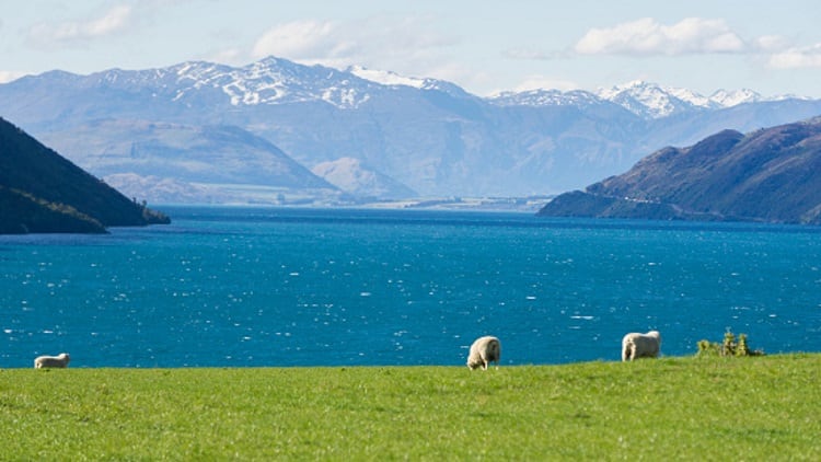 Record-lamb-volumes-exported-from-Australia-and-New-Zealand.jpg