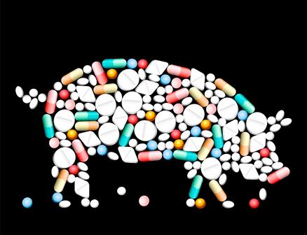 Antibiotic-resistance-meat-pork-pig-Copyright-PeterHermesFurian.jpg