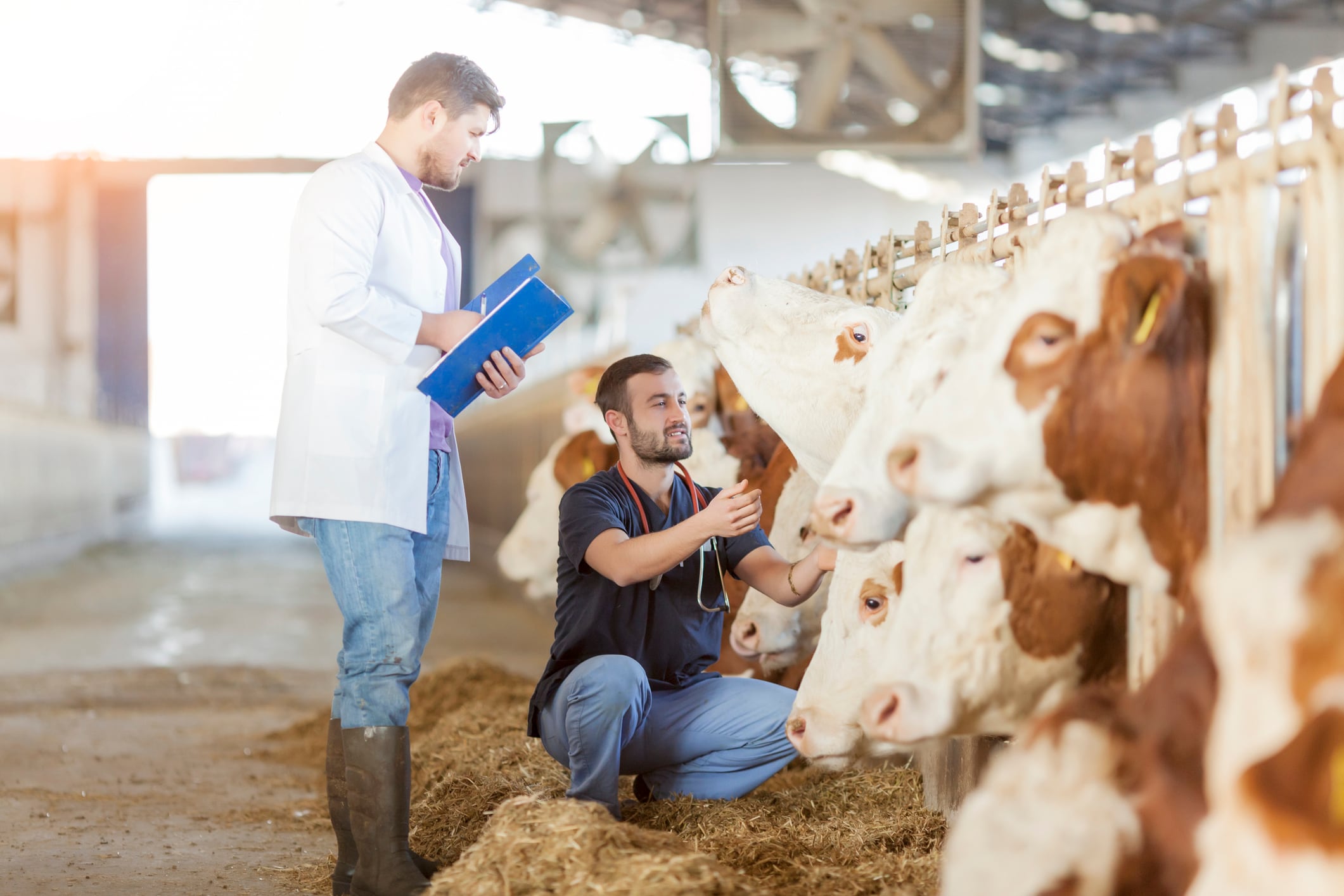Europe must prepare for outbreaks like foot and mouth disease