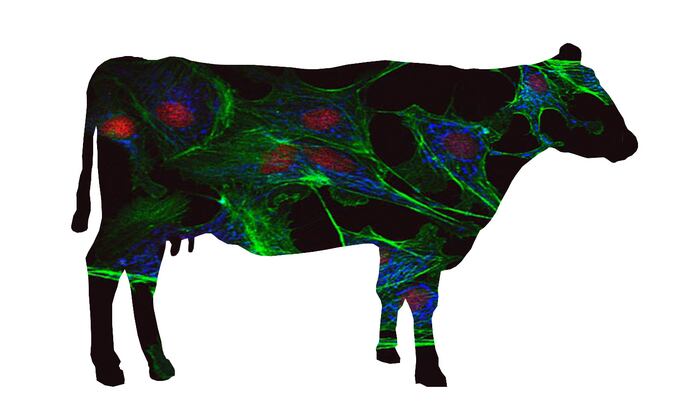 Tufts-University-establishes-cellular-agriculture-consortium-to-pool-together-industry-resources-and-knowledge.png