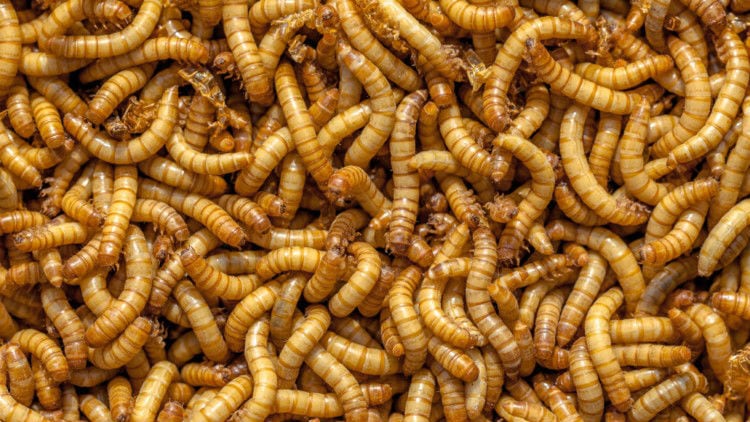 Insects could be the next big feed segment, but only if it can find scale