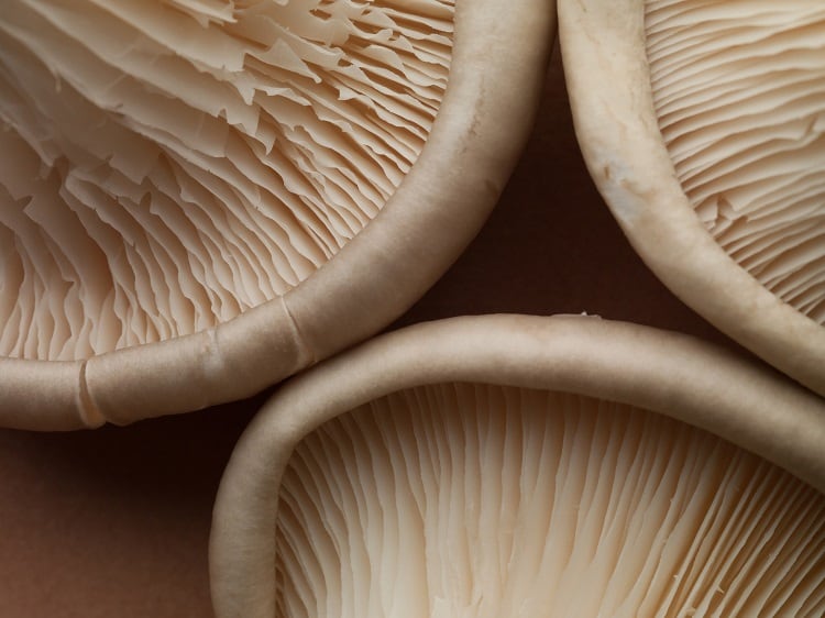 How MAP packaging can extend mushroom shelf life to two weeks