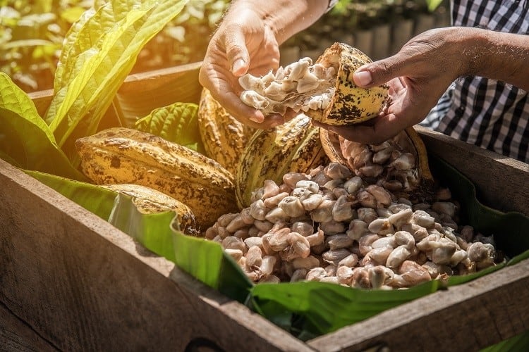 GettyImages-aedkis-cocoa.jpg