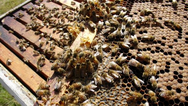 Bees.jpg