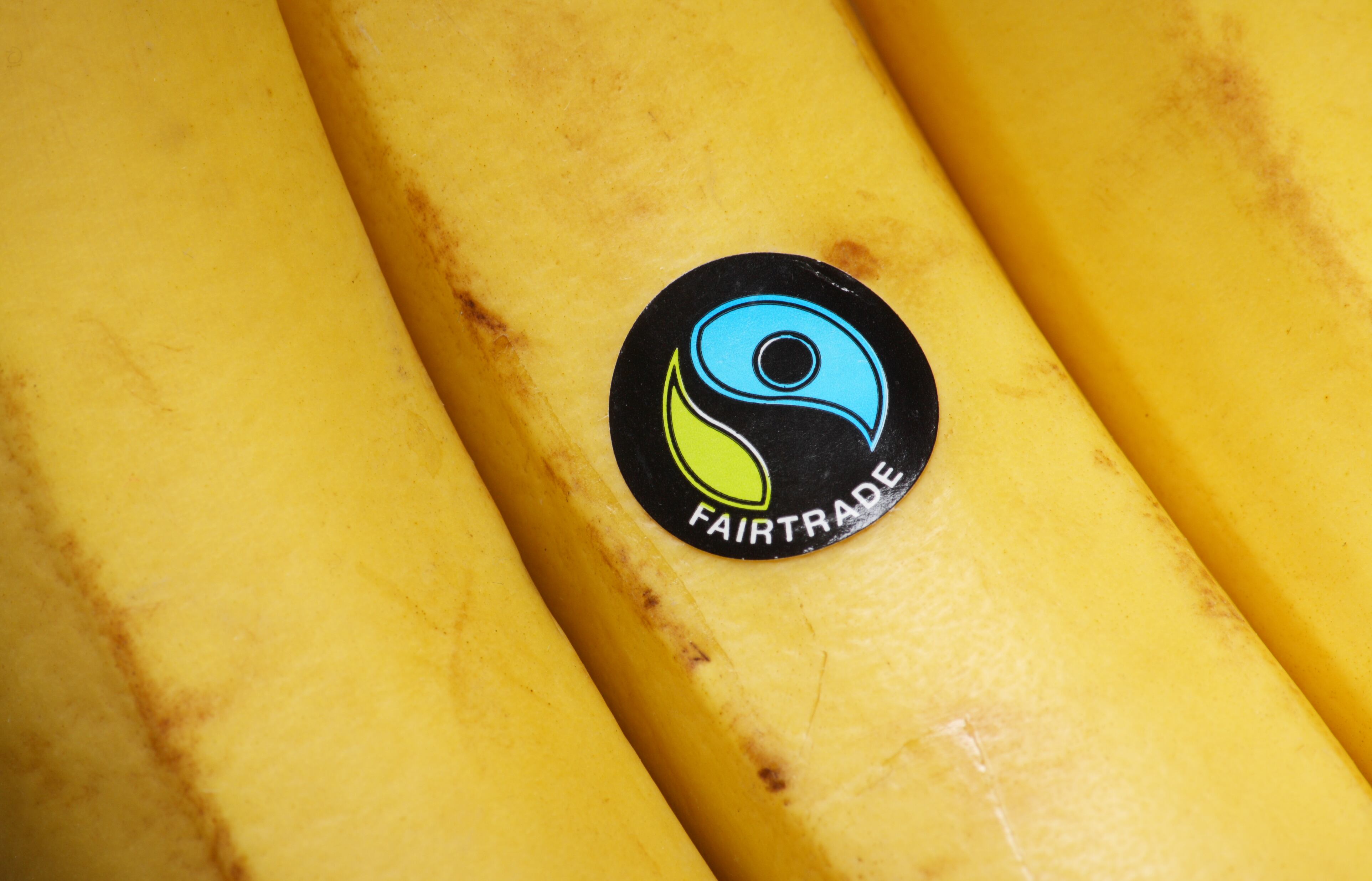 Bracknell, England - May 30, 2014: Bananas bearing the United Kingdom Fairtrade Foundation sticker. Founded in 1992 the organisation promotes global trade with marginalised workers and their communities. The sticker is licensed to products sold in the UK in accordance with internationally agreed Fairtrade standards