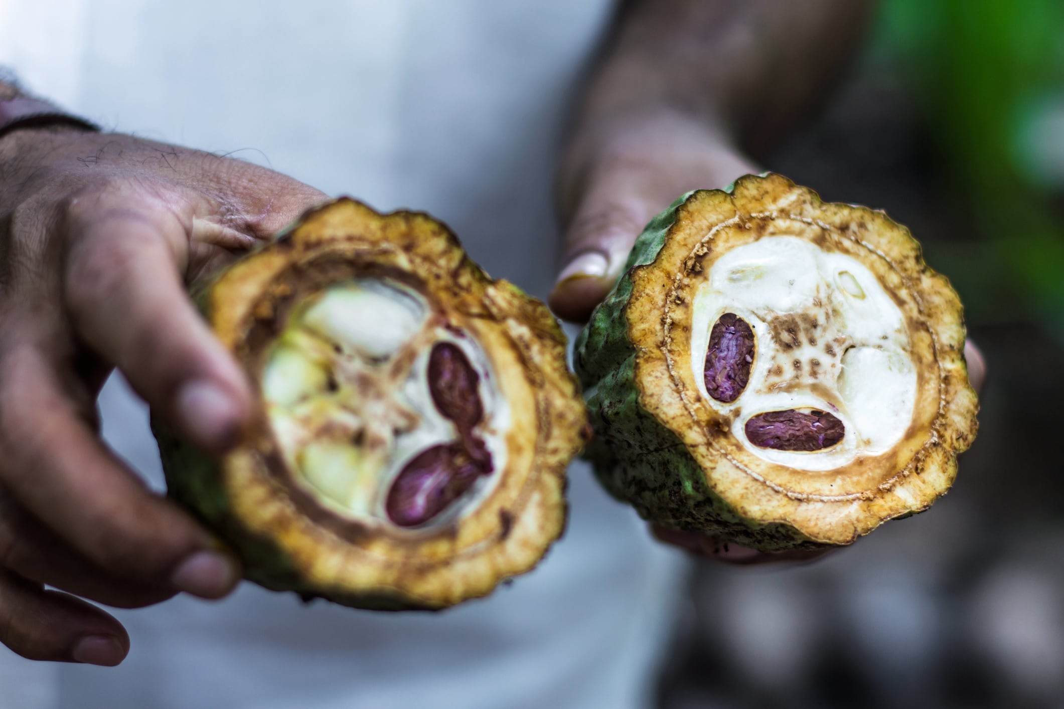 Hand holding up a cocoa pod that's cut in half to reveal the beans inside.