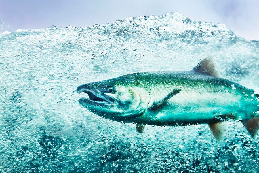 LocalCoho-expands-its-NY-pilot-facility-with-funding-from-Cuna-del-Mar.jpg