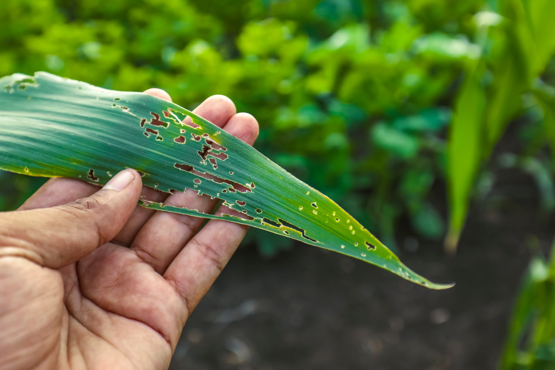 For years, most farmers relied on chemicals in the form of weed killers, insecticides, fungicides to protect their crops. Yet that is now changing with more demand than ever for alternative solutions that cause less environmental damage.