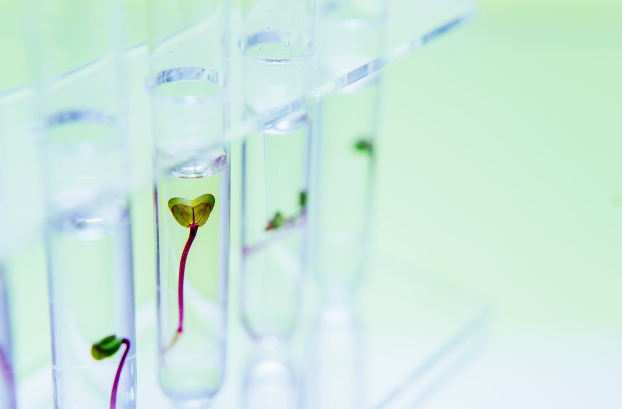 From media to scaffolding: How plant-based materials are reshaping cultivated meat