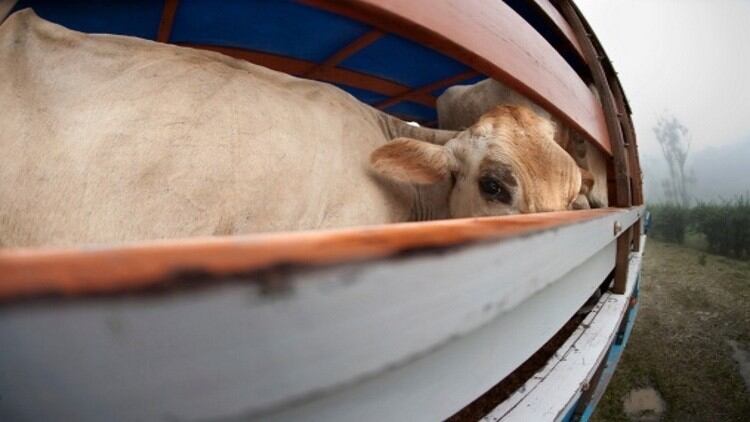 Canada's meat industry reacts to animal transport changes