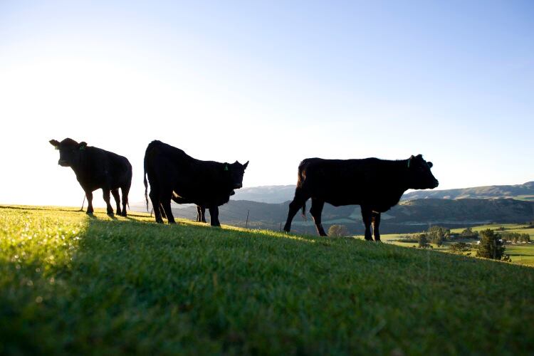 Cattle-disease-work-on-track.jpg