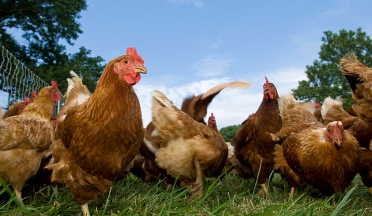 US-poultry-student-grants-awarded.jpg