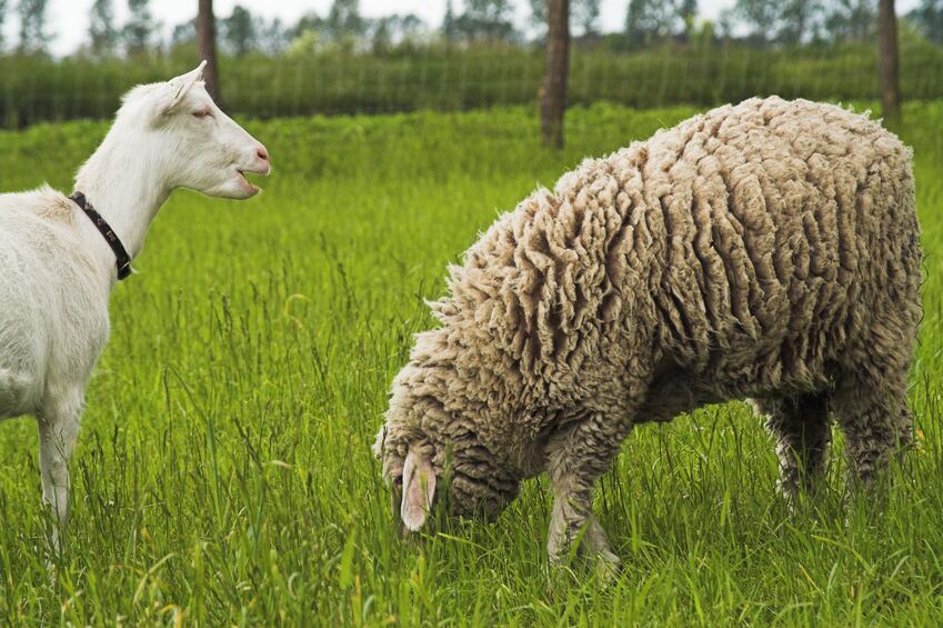 Welsh agri-food minister talks innovation, Brexit and post-CAP opportunities