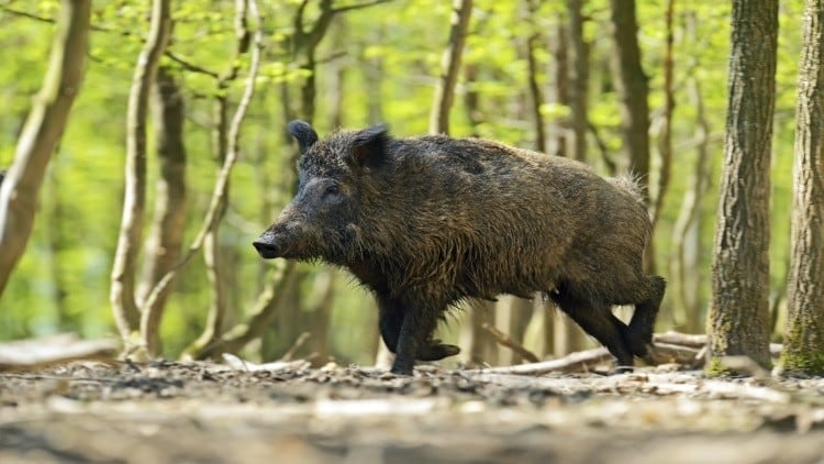 African Swine Fever confirmed in Belgium
