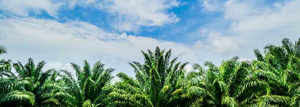 New research shows the role of palm oil in the world economy
