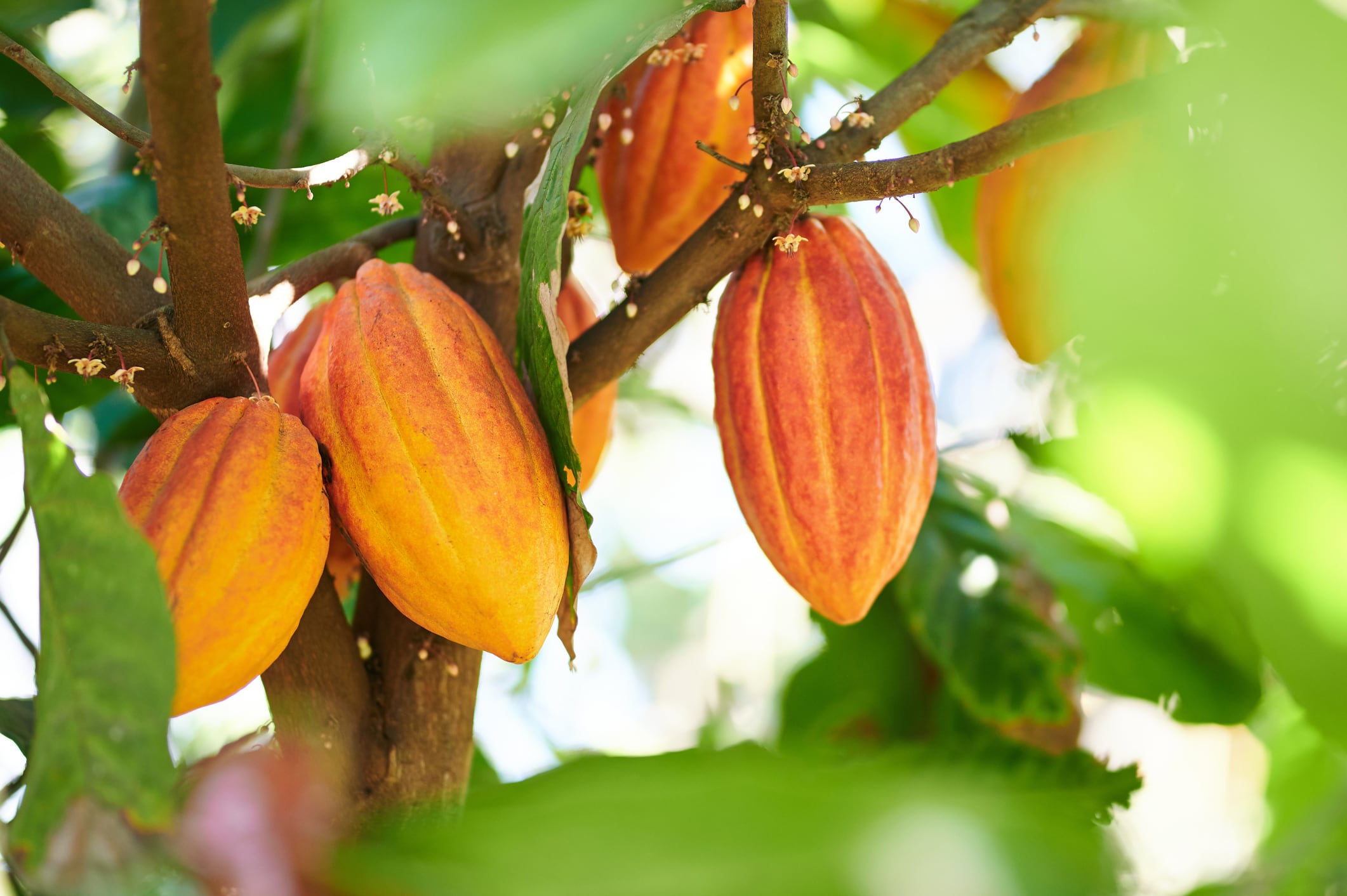 Cacao harvesting theme. Orange color cocoa pods hanging on tree in sunlight
