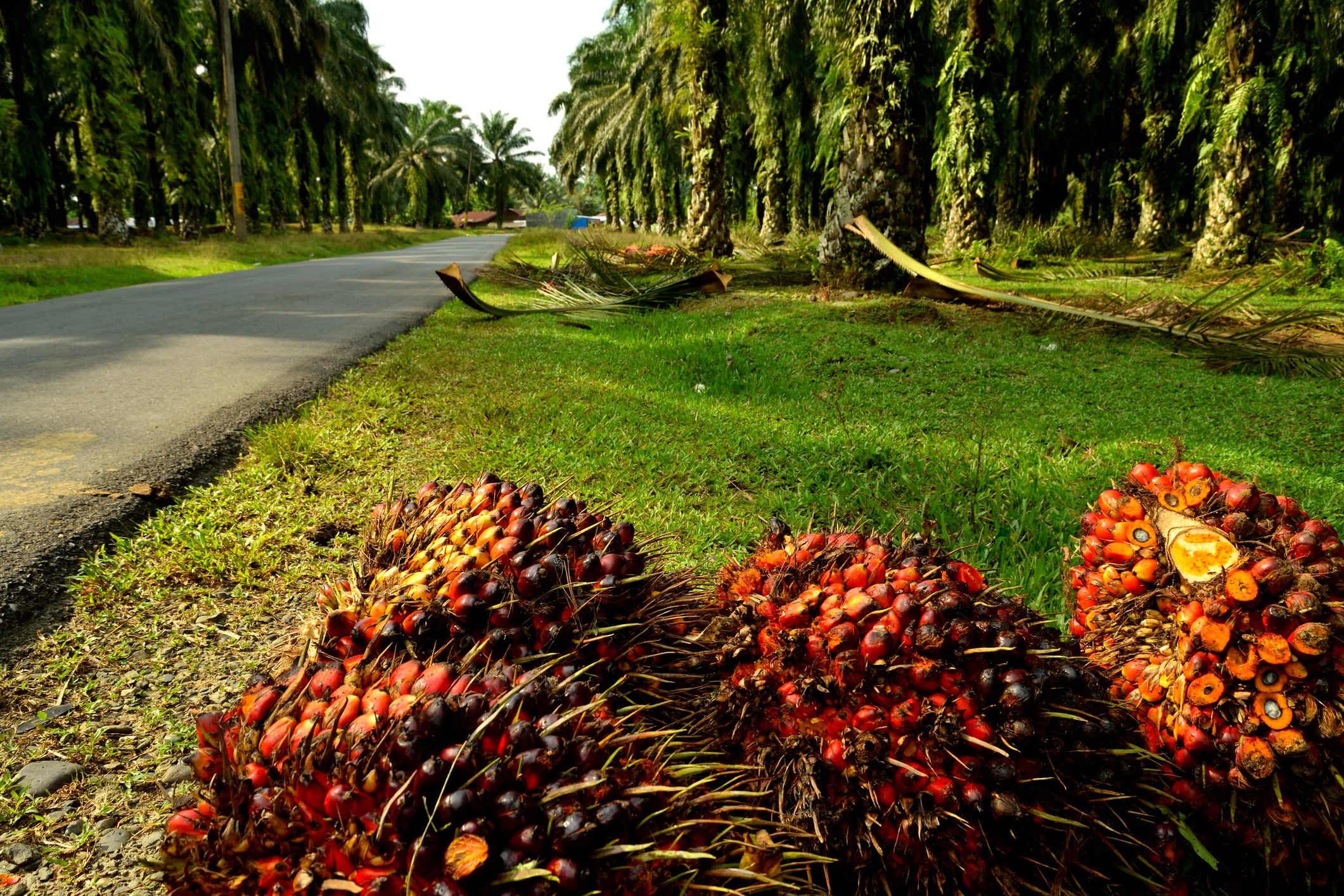 View of an oil palm plantation, after deforestation, Sumatra