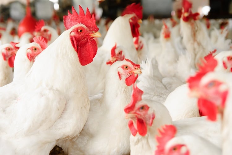 broiler-sansubba.jpg