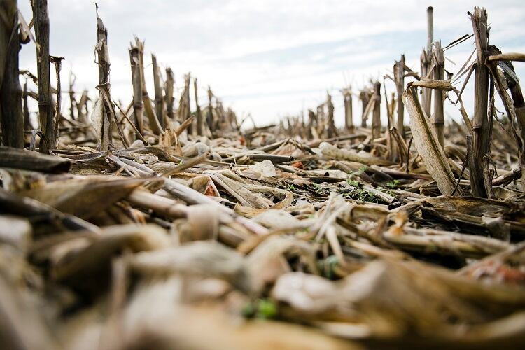 Using abandoned croplands can help mitigate food insecurity and climate change, study suggests