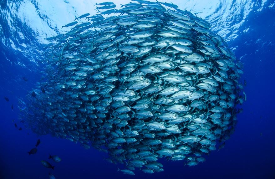 Fishcoin initiative aims to solve traceability challenges in first mile for sustainable seafood production