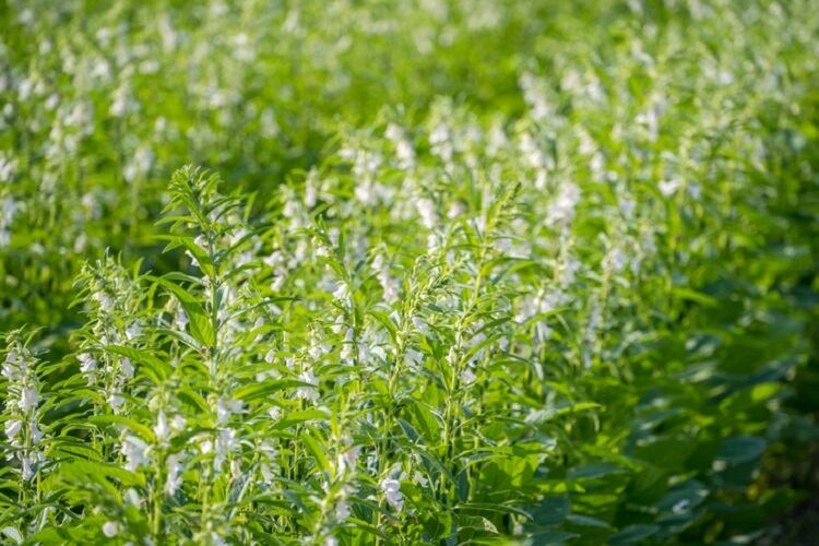 Open Sesame: ‘Financially attractive’ and ‘farm-to-fork’ seed developed for local cultivation