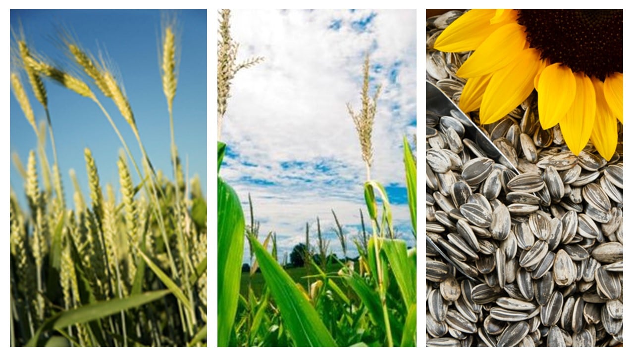 ‘Trade flows have begun to change..’ Mintec, Rabobank, probe impact of Russian invasion of Ukraine on wheat, corn, oilseeds
