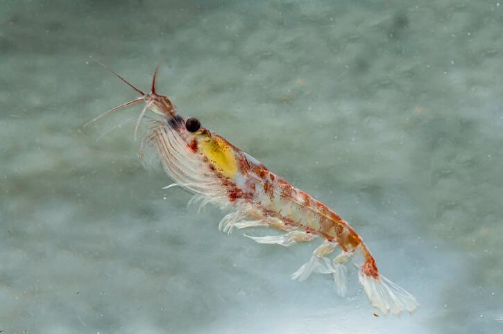 Aker-BioMarine-plans-590m-divestment-of-krill-feed-business.jpg