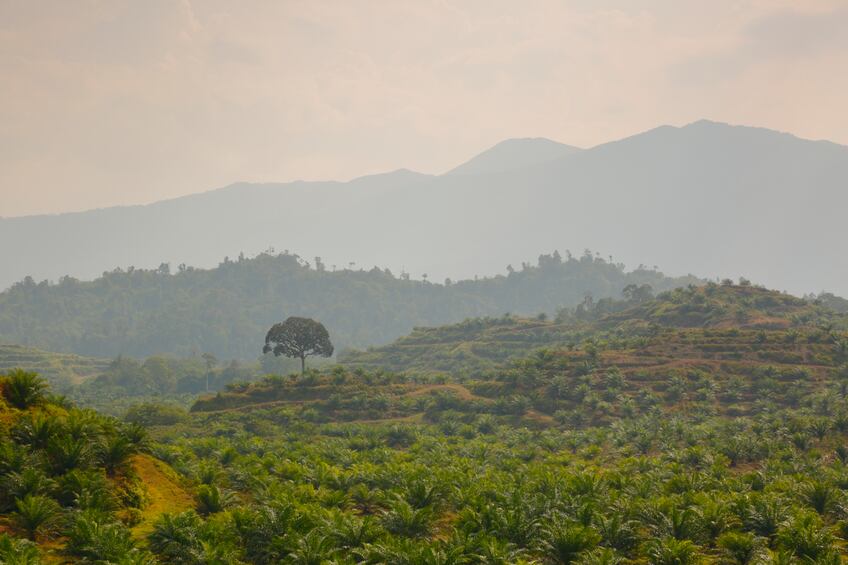 palm-oil-plantation-forest-Droits-d-auteur-neoellis.jpg