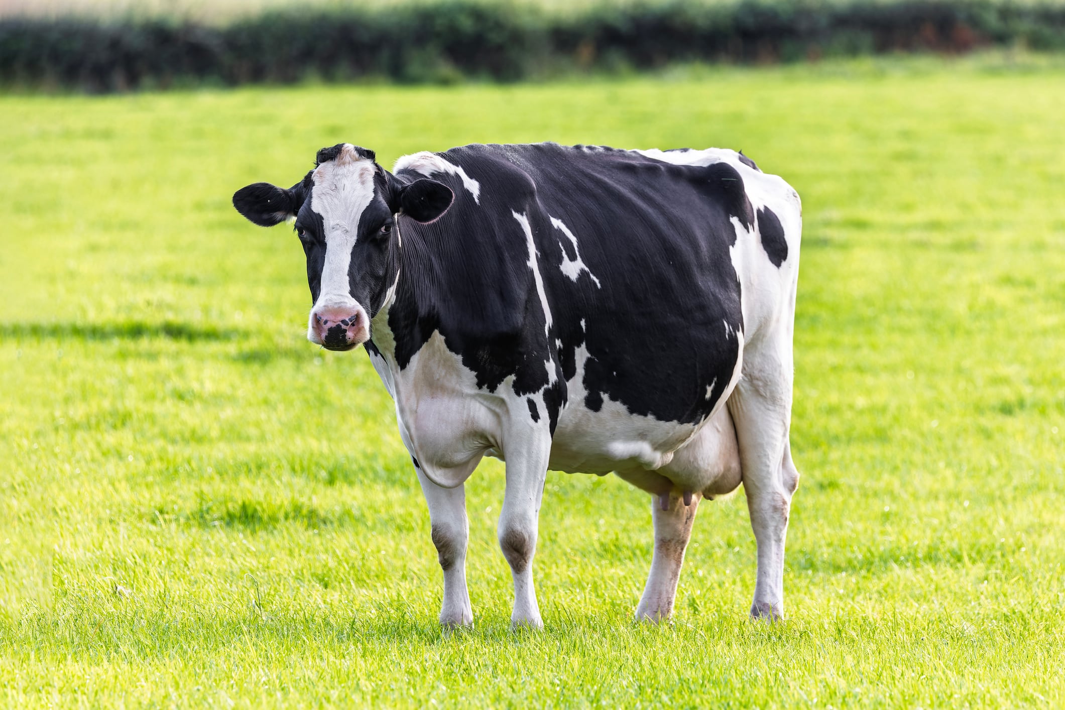 Bel Group overtakes Danone as top dairy company for methane emissions action