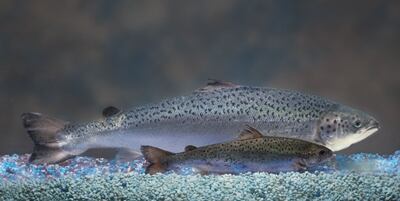 AquaBounty-GM-salmon.jpg
