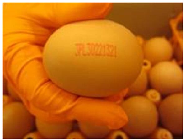 nvwa-egg.png