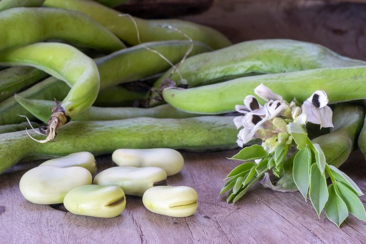 BENEO_Faba-beans_-C-Gaston-Cerliani_shutterstock.jpg