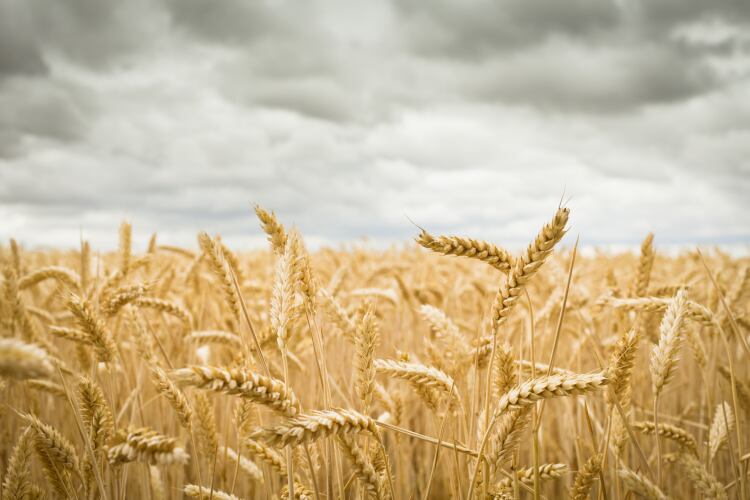 Meet the scientists ‘unlocking the genetic potential’ of wheat to boost global food security