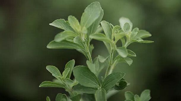 PureCircle-stevia.jpg