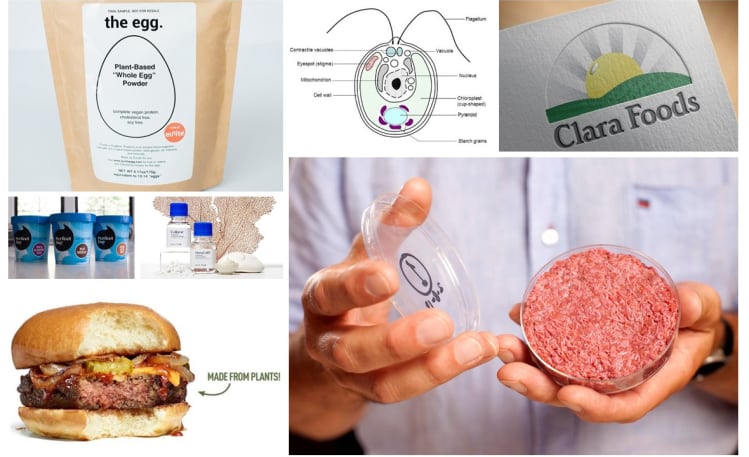 GUEST-ARTICLE-Lessons-that-novel-proteins-should-learn-from-biofuels.png