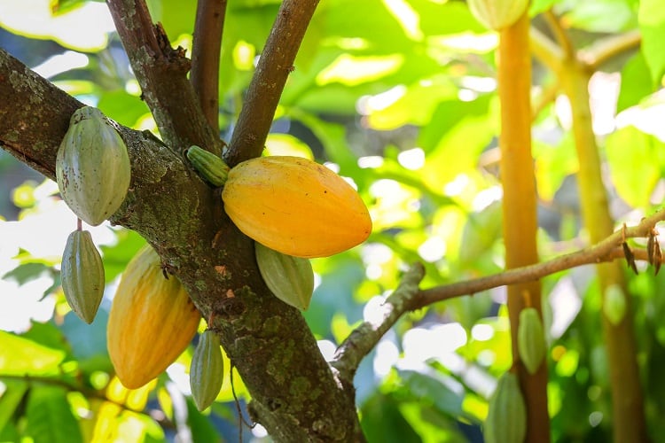 Cabosse-20Naturals_-20Cacaofruit.jpg