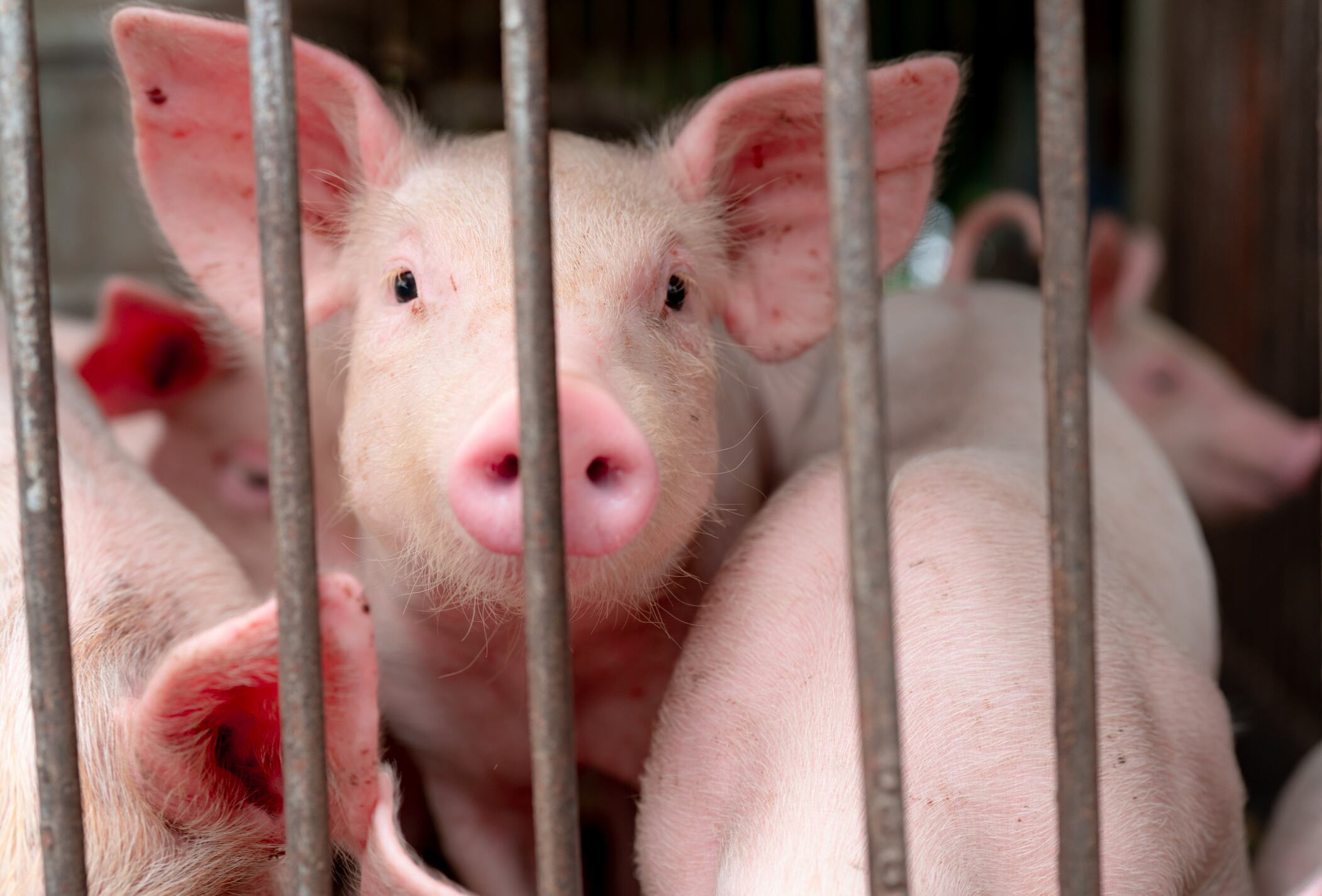 非洲猪瘟危机令中国加大进口力度的棕榈油、肉类和海鲜成为最大赢家