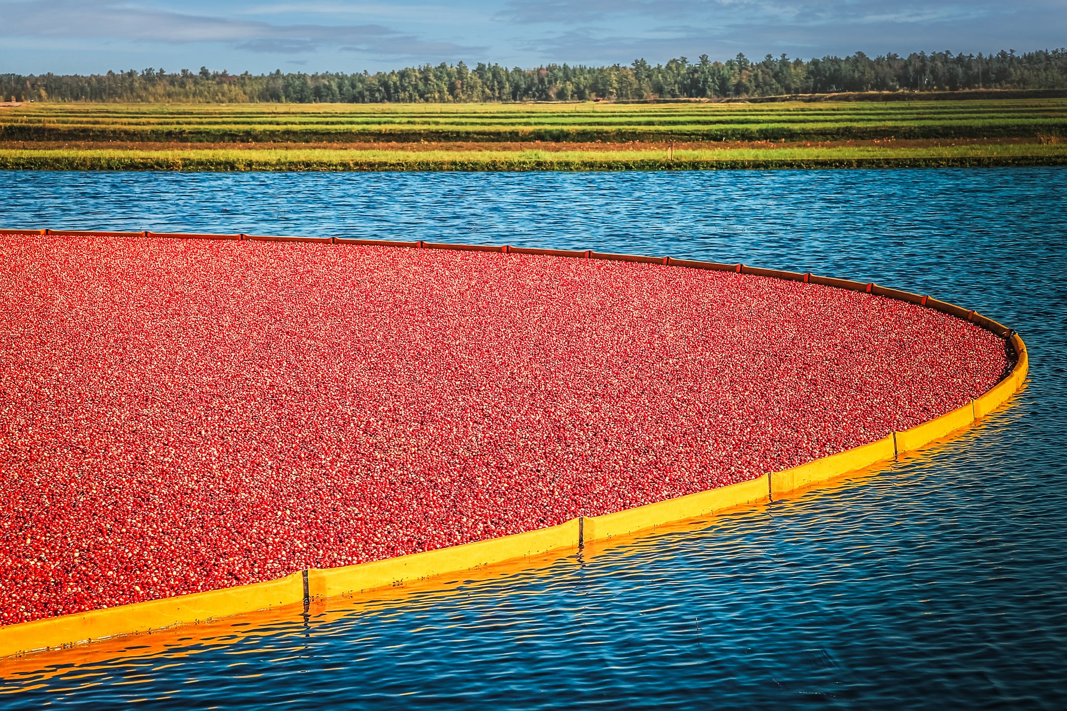 Flooded Cranberry Bog in Wisconsin in Fall Ready to Harvest with Blue Water and Red Cranberries