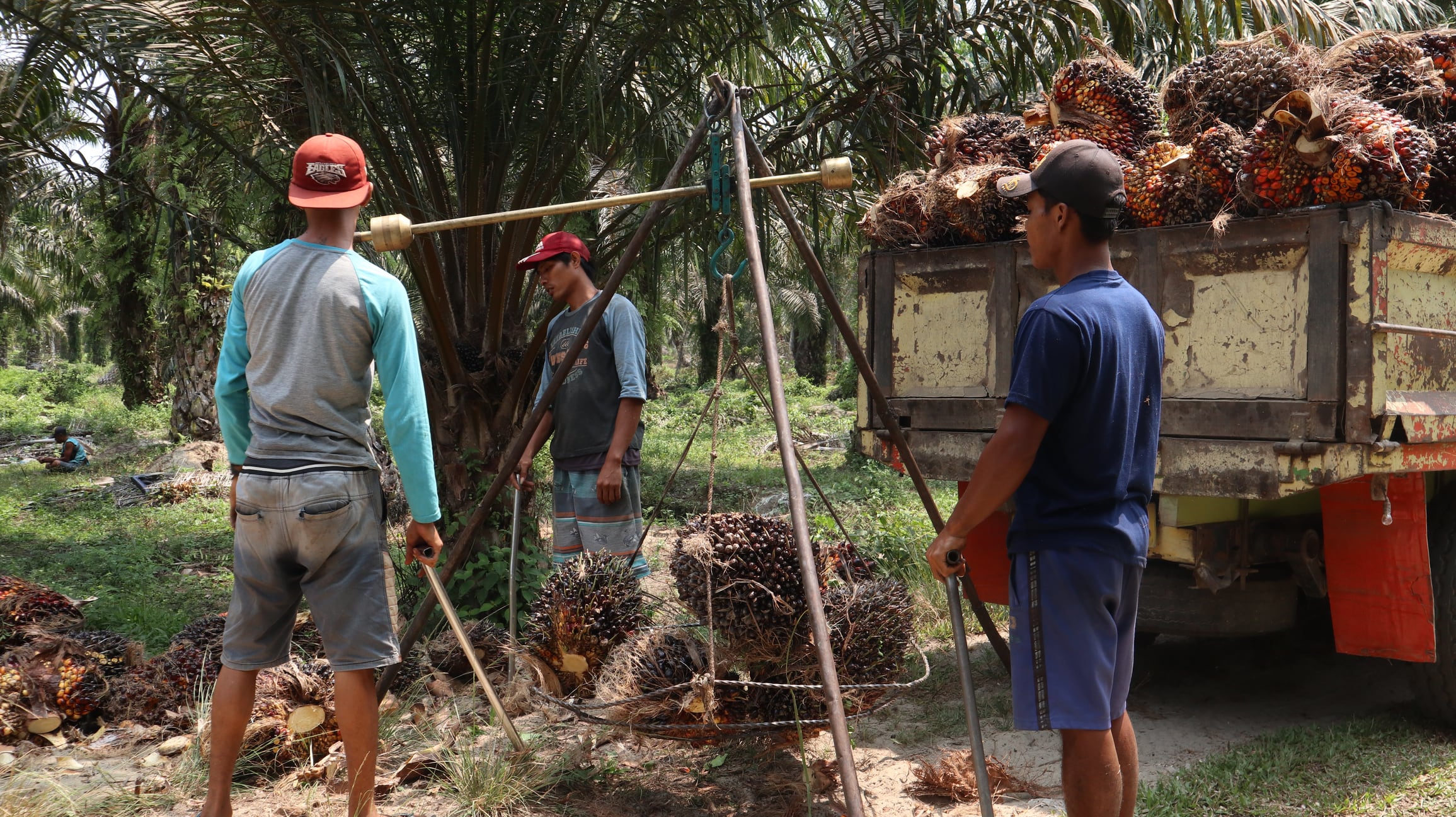 High palm oil prices send MP Evans' profits up