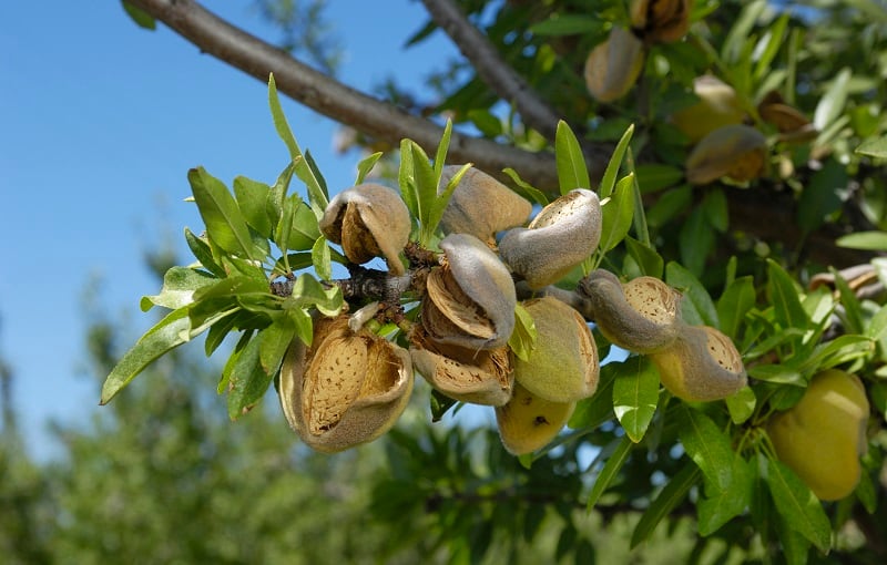 Are almond hulls the next big upcycled ingredient? Mattson shares research into potential 