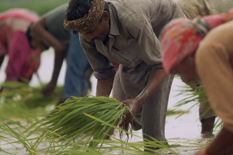 Mars-rice-sourcing-in-Pakistan.png