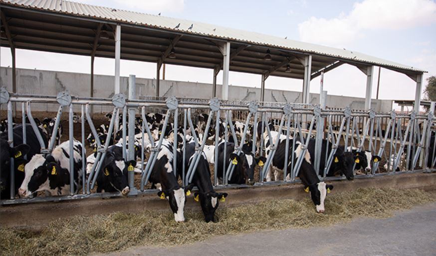 UAE’s Al Ain Farms CEO exclusive 1: Product innovation priorities and sustainability focus revealed