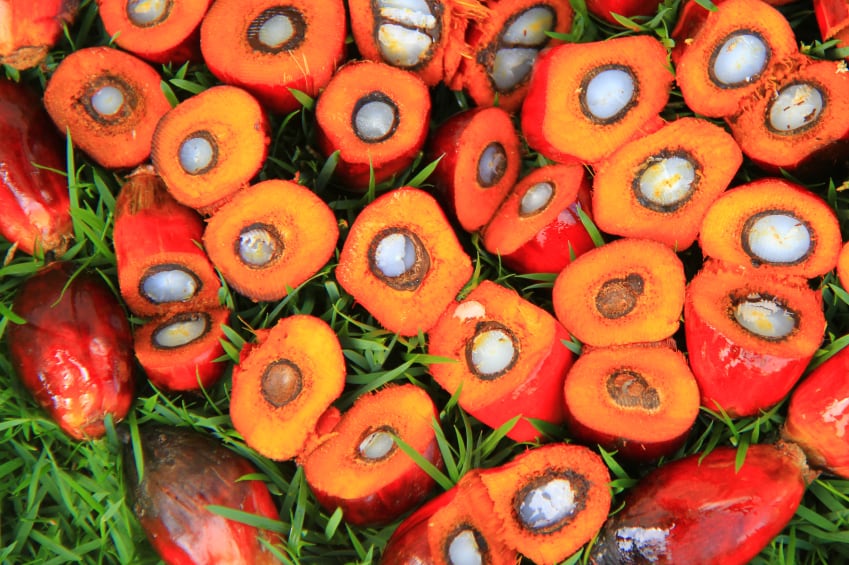 palm-oil-crop-oil-sustainable.jpg