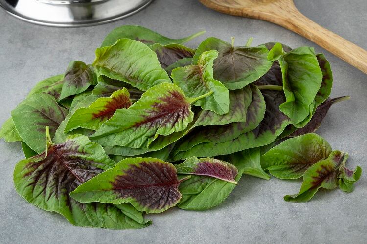Alternative protein from leaves? ‘Industry first’ development to reduce reliance on soy and pea