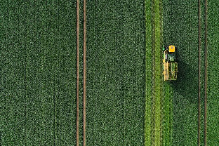 spinach-harvest_Nomad-Foods.jpg