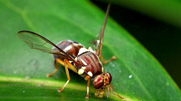 Fly.jpg