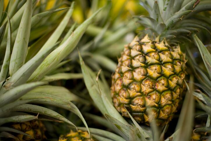 SVZ-to-intensify-processing-of-surplus-imported-fruit-and-vegetables.jpg