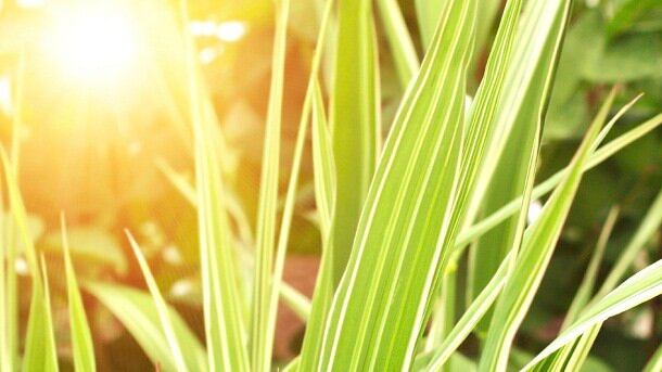 Plant-sun.jpg